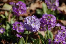 Primel-Kugelprimel 02.JPG